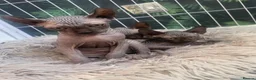 Sphynx cats for sale: Sphynx girls and boy elf 🐾🐾 - Advert 9