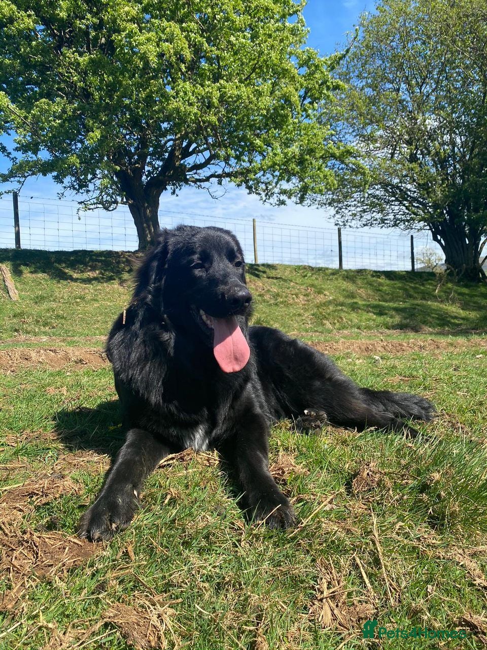 Newfoundland dogs 6 month old newfie bitch.  - Advert 10