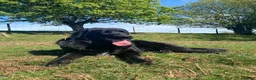 Newfoundland dogs for sale: 6 month old newfie bitch.  in Llangammarch Wells - Advert 1