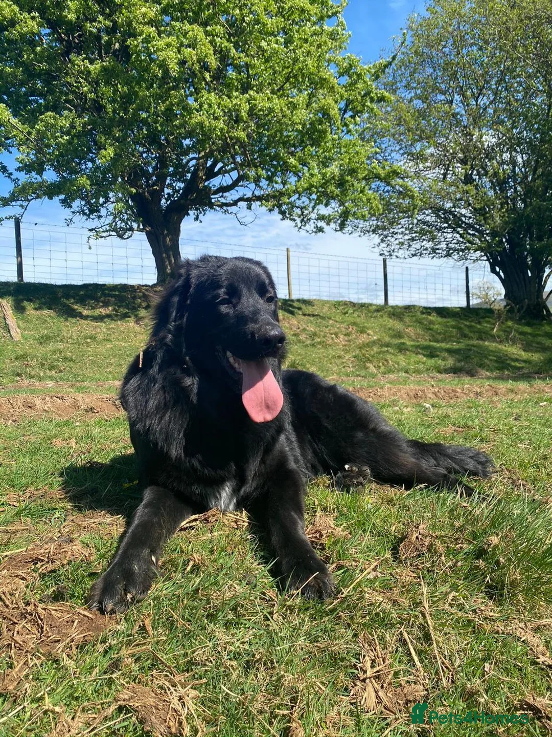 Newfoundland dogs for sale: 6 month old newfie bitch.  in Llangammarch Wells - Advert 1