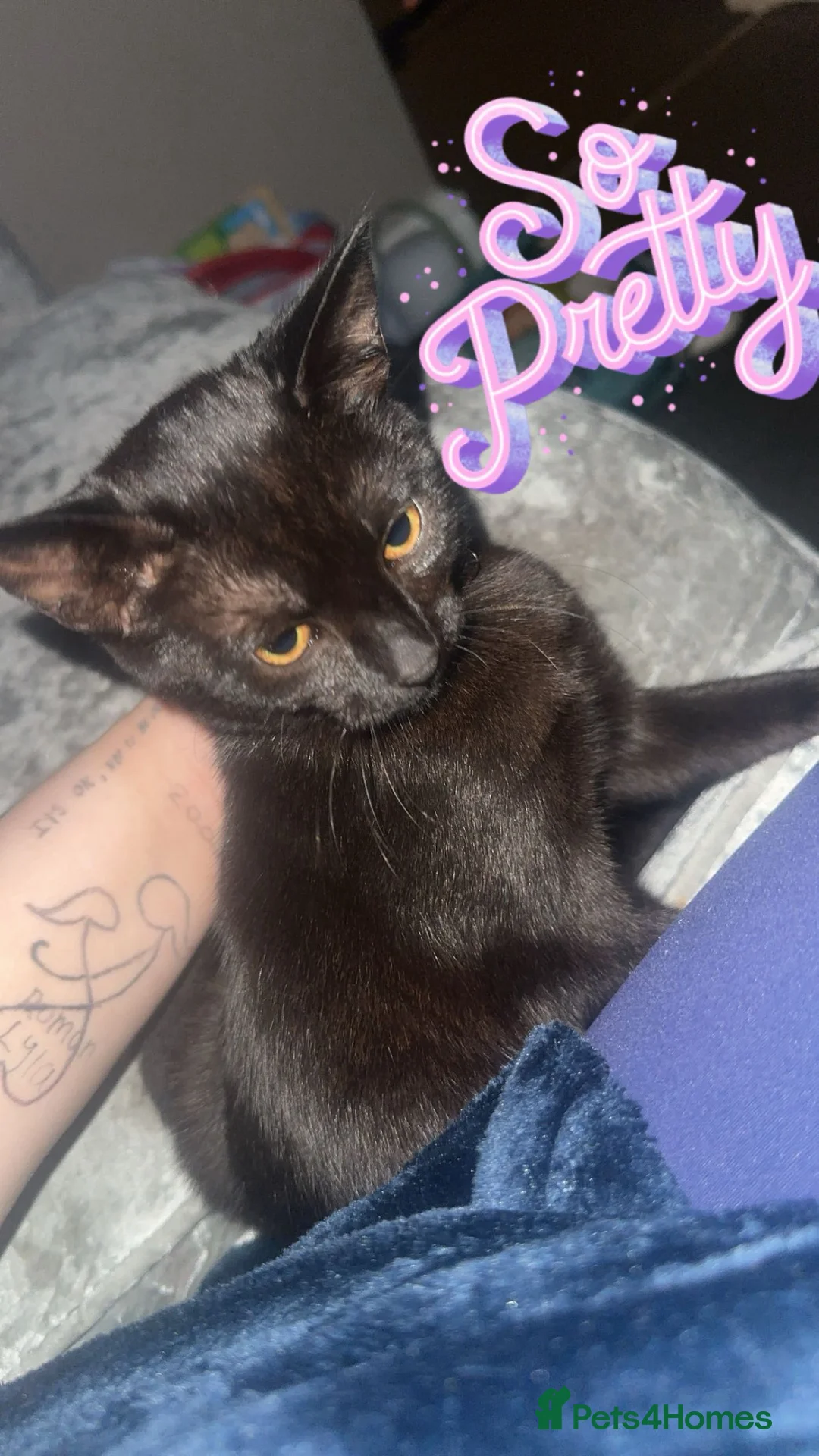 Domestic Shorthair cats for sale: Kittens for sale  - Advert 1