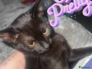 Domestic Shorthair cats Kittens for sale - Advert 1