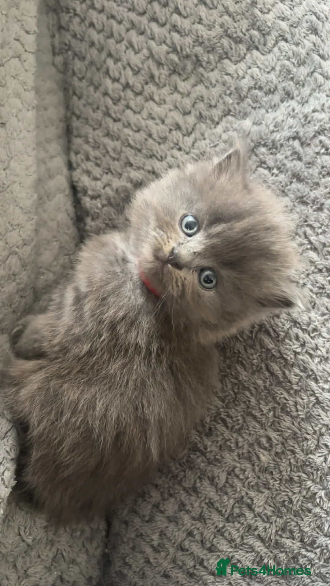 Mixed Breed cats for sale: Stunning gorgeous little fluffy kittens - Advert 1