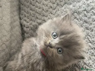 Mixed Breed cats Stunning gorgeous little fluffy kittens - Advert 1