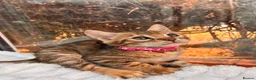 Bengal cats for sale: 💕 GORGEOUS PURE BENGAL KITTENS READY FOR HOMES!  - Advert 19