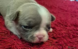 French Bulldog dogs for sale: Kc registered french bulldog puppies - Image 9