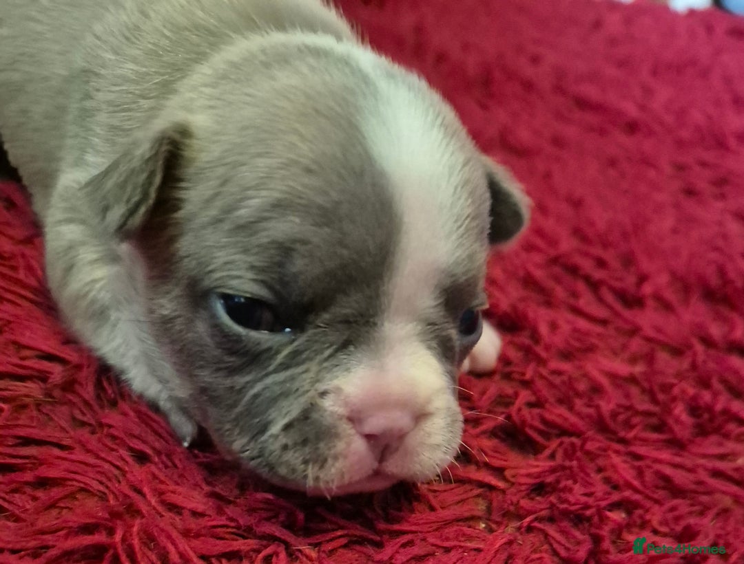 French Bulldog dogs for sale: Kc registered french bulldog puppies - Image 9