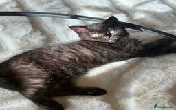 British Shorthair cats for sale: Fluffy Chocolate British Shorthair Kittens 🐾 - Image 16