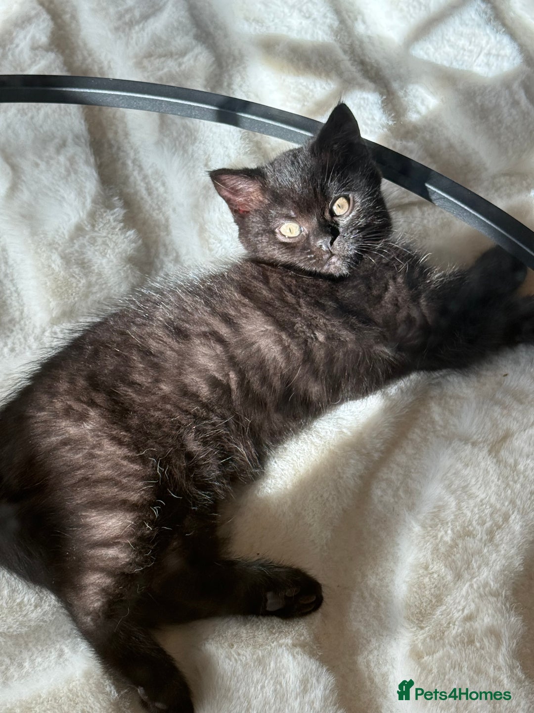 British Shorthair cats for sale: Fluffy Chocolate British Shorthair Kittens 🐾 - Image 16
