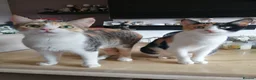 Mixed Breed cats for sale: 8 Lovely Kittens for Sale - Advert 17