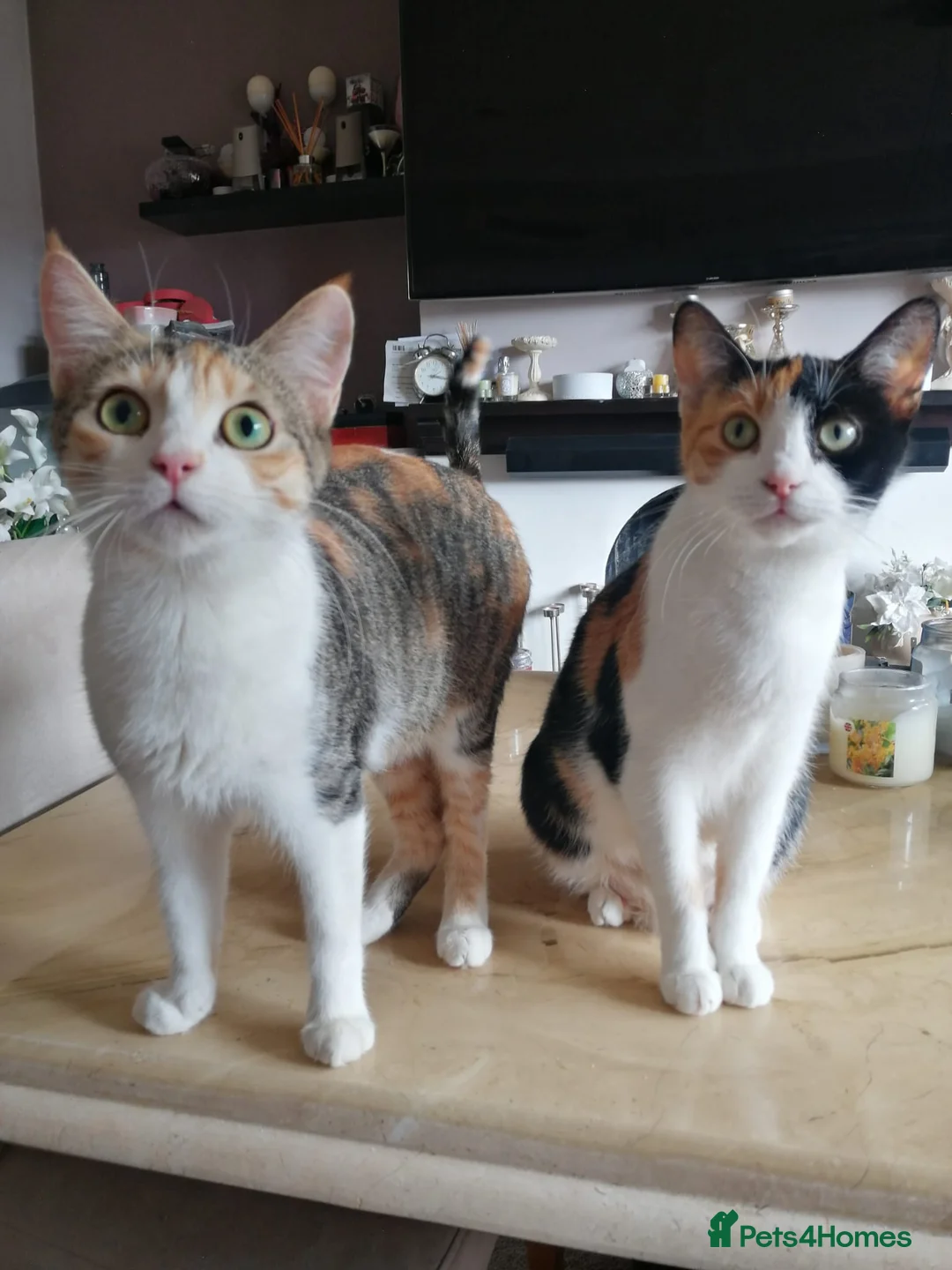 Mixed Breed cats for sale: 8 Lovely Kittens for Sale - Advert 17