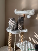 British Shorthair cats - Advert 4