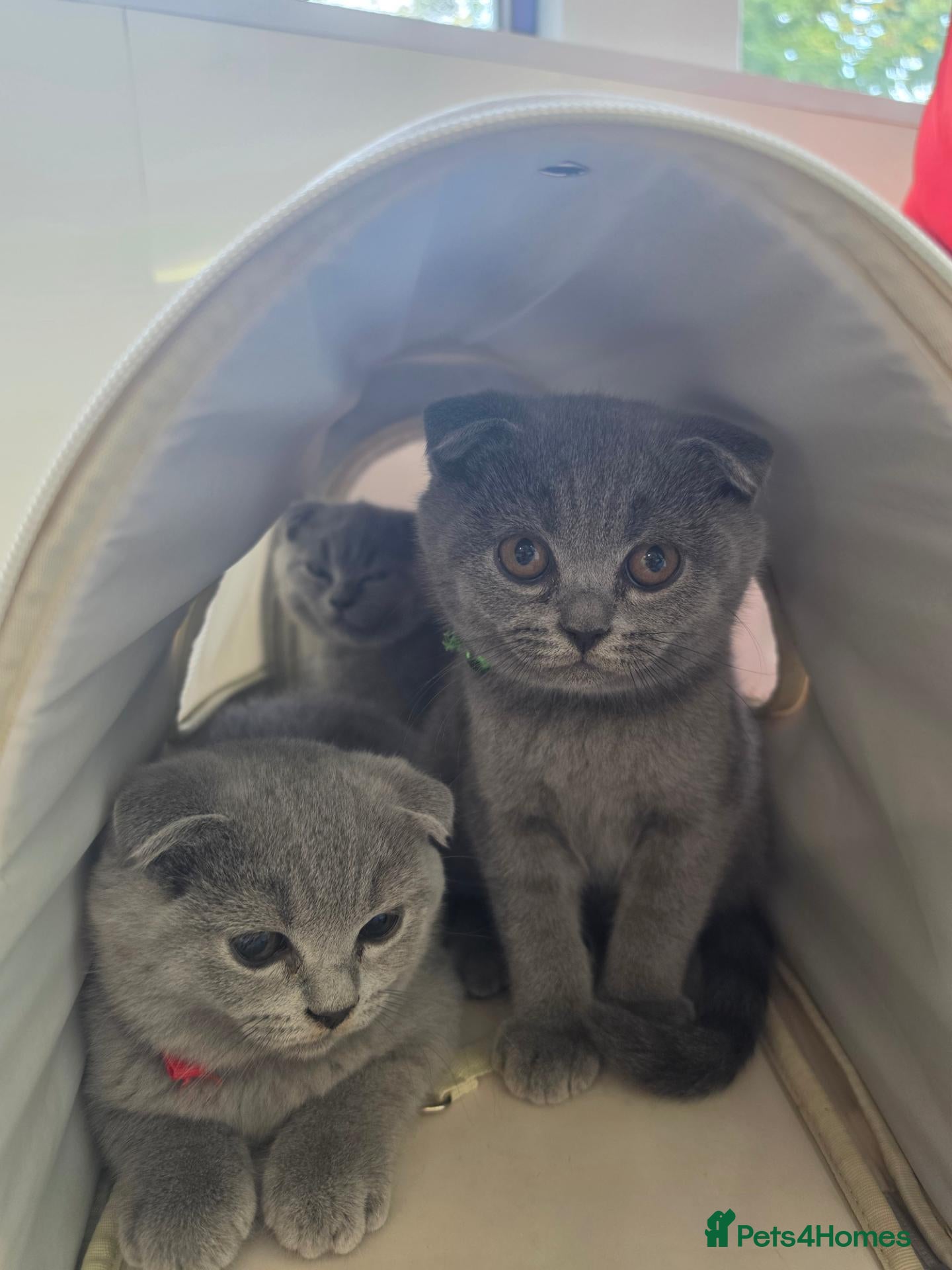 Scottish Fold cats 7 Scottish fold 😍beautiful  healthy kittens - Advert 16