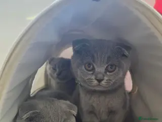 Scottish Fold cats 7 Scottish fold 😍beautiful healthy kittens - Advert 16