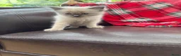 Ragdoll cats for sale: Ragdoll kittens  - Advert 4