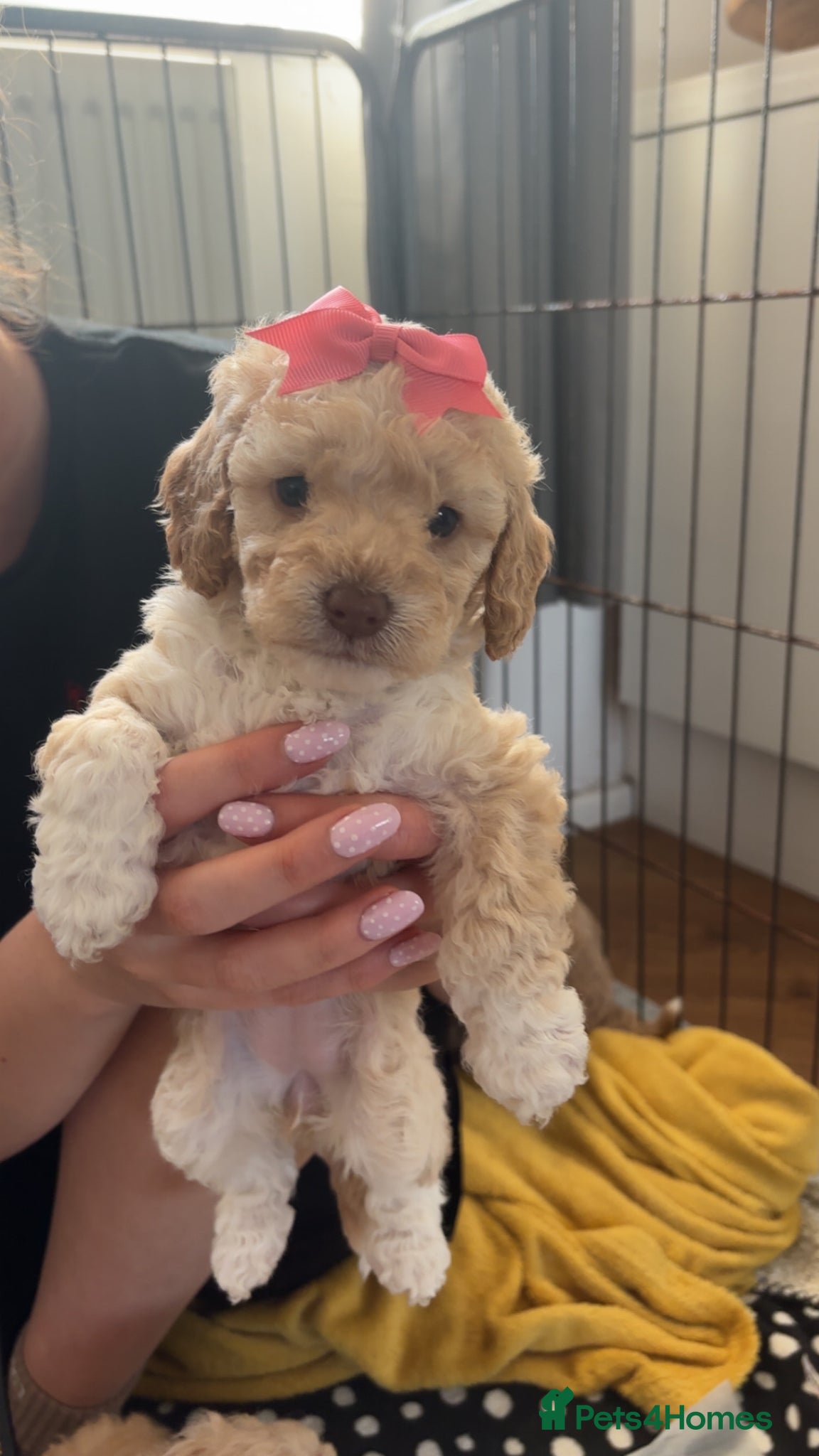 Mixed Breed dogs Adorable  cockapoo x Cavapoo puppies  - Advert 1