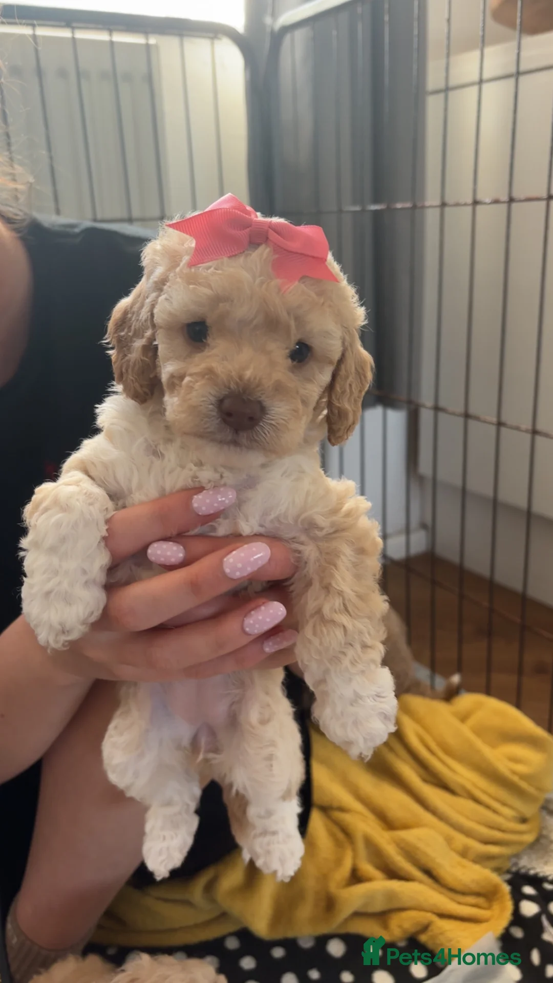 Mixed Breed dogs for sale: Adorable  cockapoo x Cavapoo puppies  - Advert 1