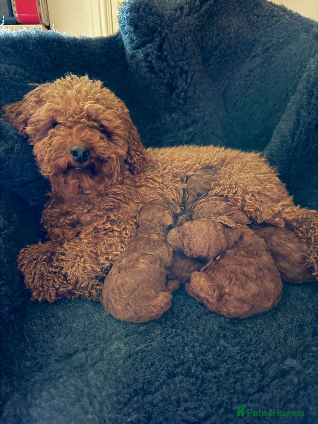 Toy Poodle dogs for sale: Stunning Deep Red Toy Poodles Ready 11th April in Chatham - Advert 5