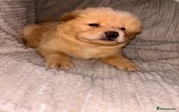 Chow Chow dogs for sale: Merle Chow Chow Pups 🐻 - Image 6