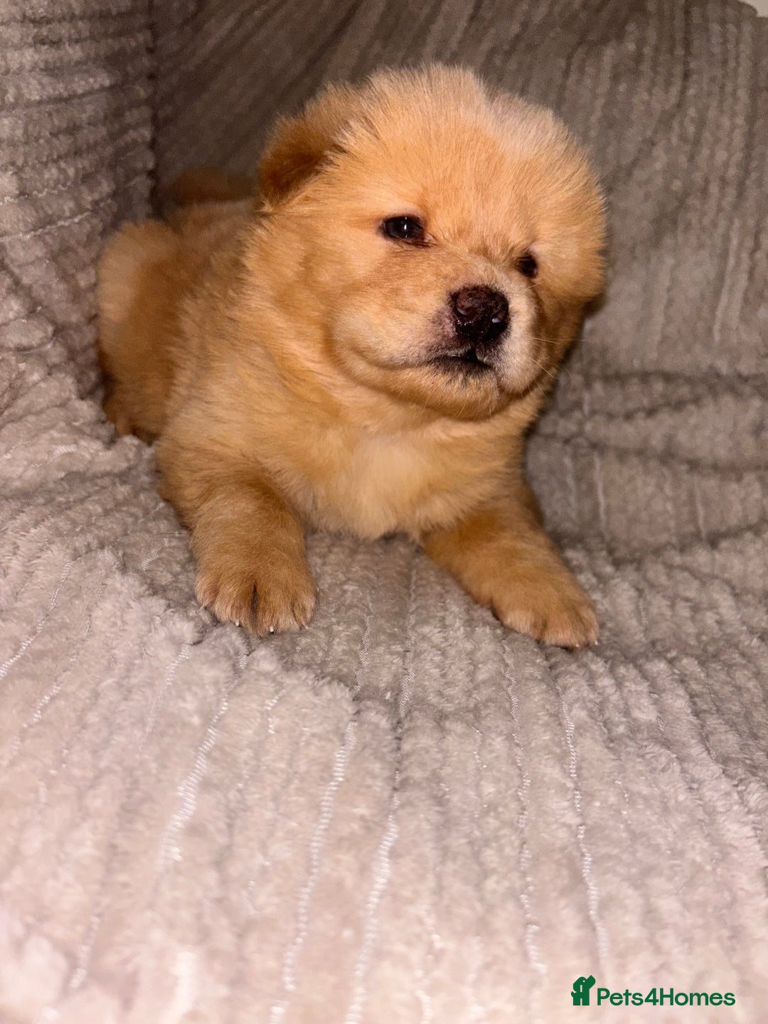 Chow Chow dogs for sale: Merle Chow Chow Pups 🐻 - Image 6