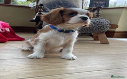 Cavalier King Charles Spaniel dogs for sale: Gorgeous Cavalier king charles puppies for sale - Image 8