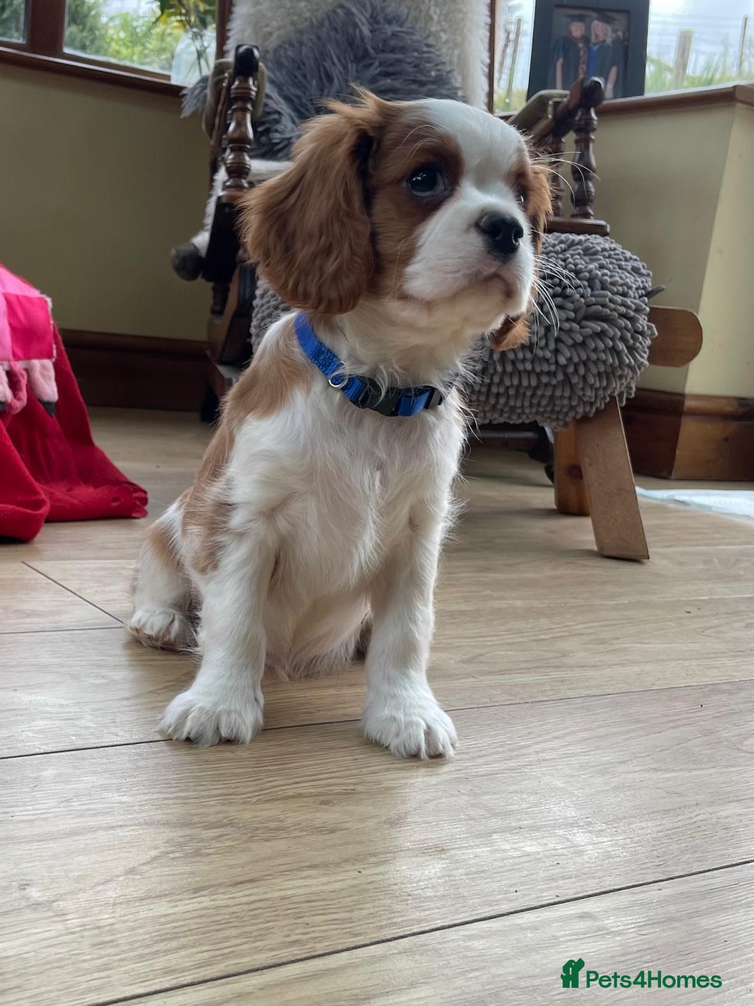 Cavalier King Charles Spaniel dogs for sale: Gorgeous Cavalier king charles puppies for sale - Image 8