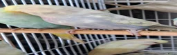 Budgerigars birds for sale: Budgies for sale Birmingham  - Advert 7