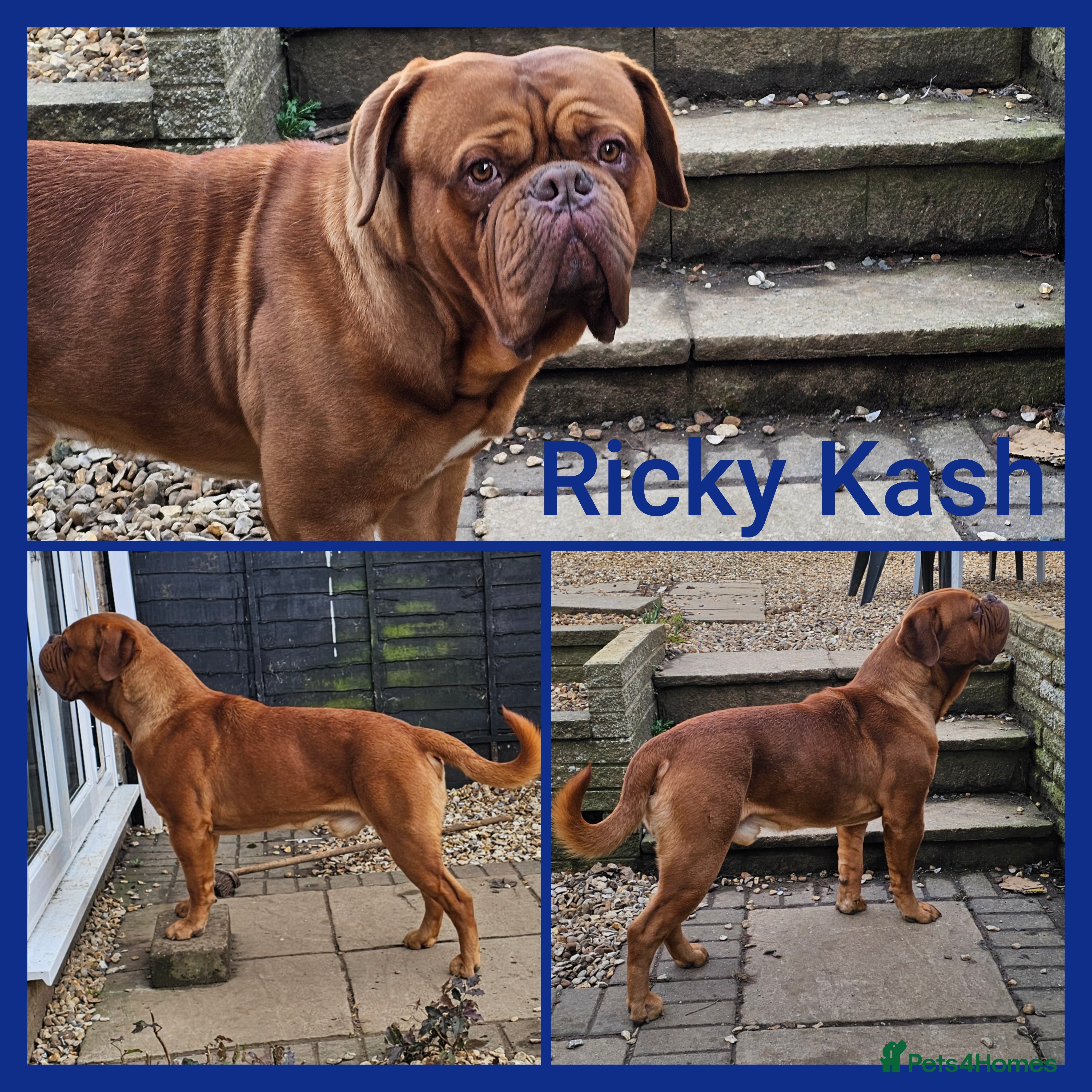 Dogue De Bordeaux dogs STUD DOGUE DE BORDEAUX  - Advert 1