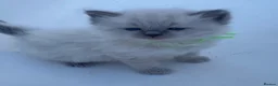 Ragdoll cats for sale: Adorable Ragdolls  - Advert 6