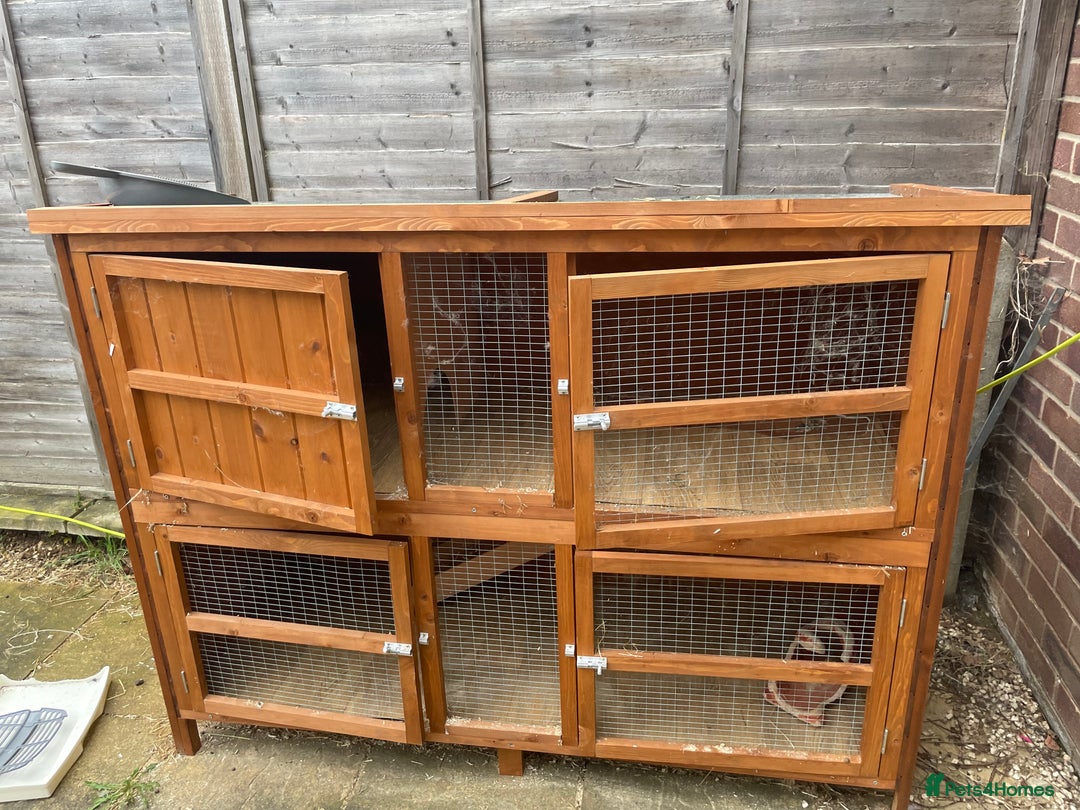 Mini Lop rabbits for sale: Two female grey mini lops  - Image 5