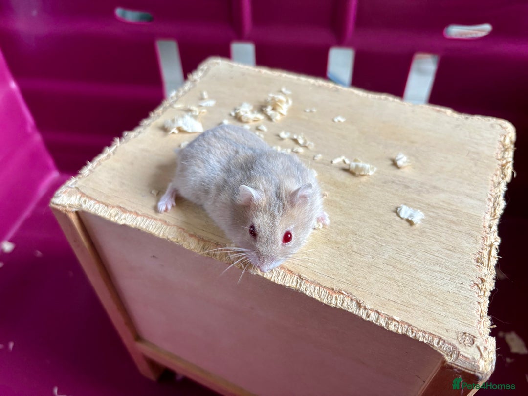 Hamster rodents for sale: Female winter white dwarf hamsters - Image 13