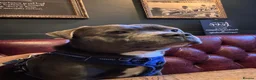 Staffordshire Bull Terrier dogs for stud: Blue Champion Bred in London - Advert 2