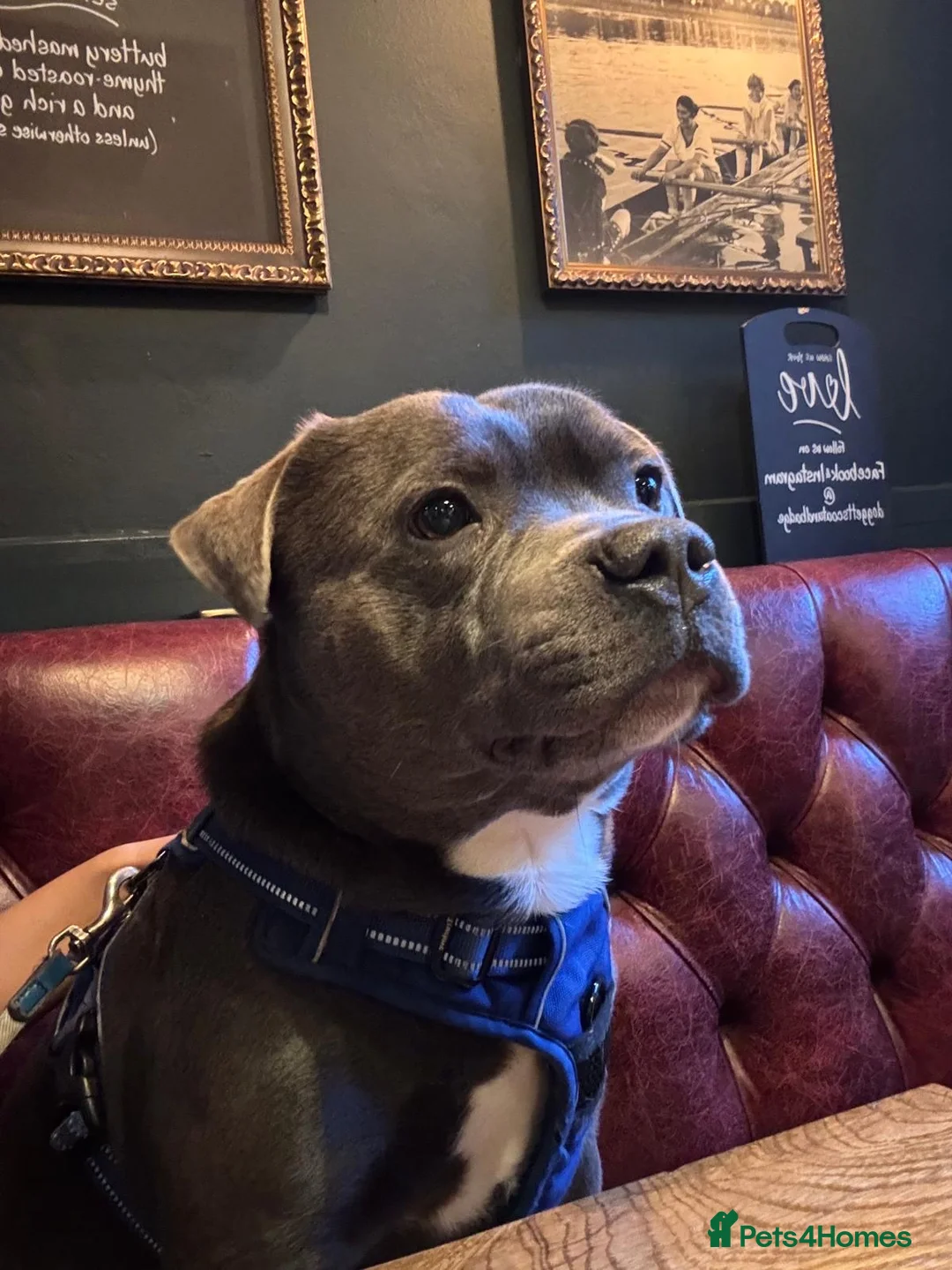 Staffordshire Bull Terrier dogs for stud: Blue Champion Bred in London - Advert 2