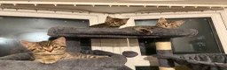 British Shorthair cats for sale: Gorgeous British short haired tabby’s & calicos  - Advert 18