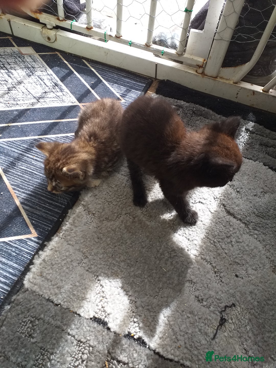 Mixed Breed cats for sale: Kittens  - Image 6