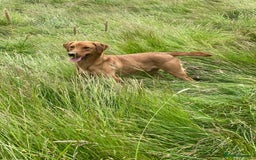 Labrador Retriever dogs for sale: Pedigree Fox Red Labrador KC Reg Health Tested - Image 4