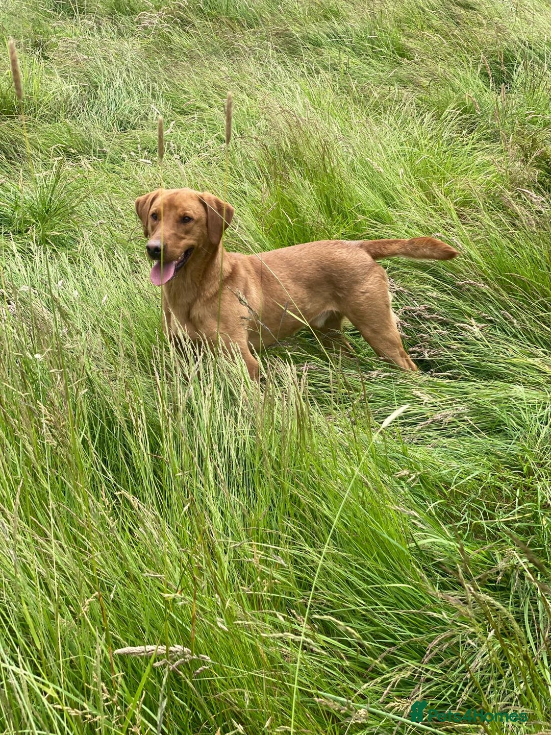 Labrador Retriever dogs for sale: Pedigree Fox Red Labrador KC Reg Health Tested - Image 4