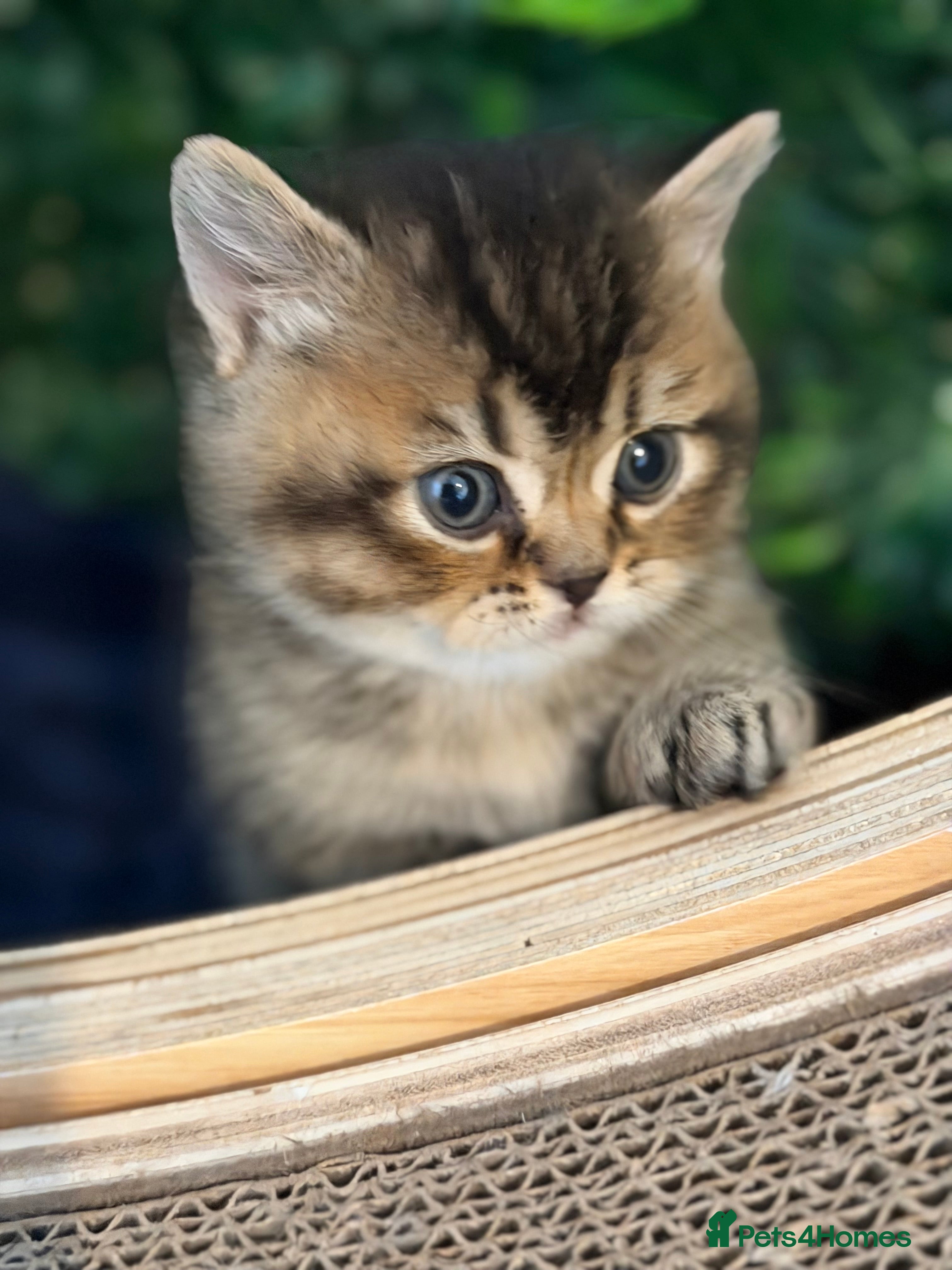 Scottish Fold cats Champion Bloodlines Scottish Straight/Fold Kittens - Advert 5
