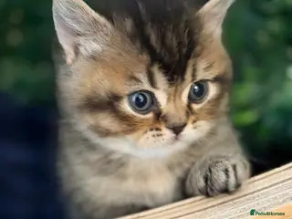 Scottish Fold cats Champion Bloodlines Scottish Straight/Fold Kittens - Advert 5