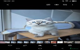 Ragdoll cats for sale: Bengal and Ragdoll - Image 7