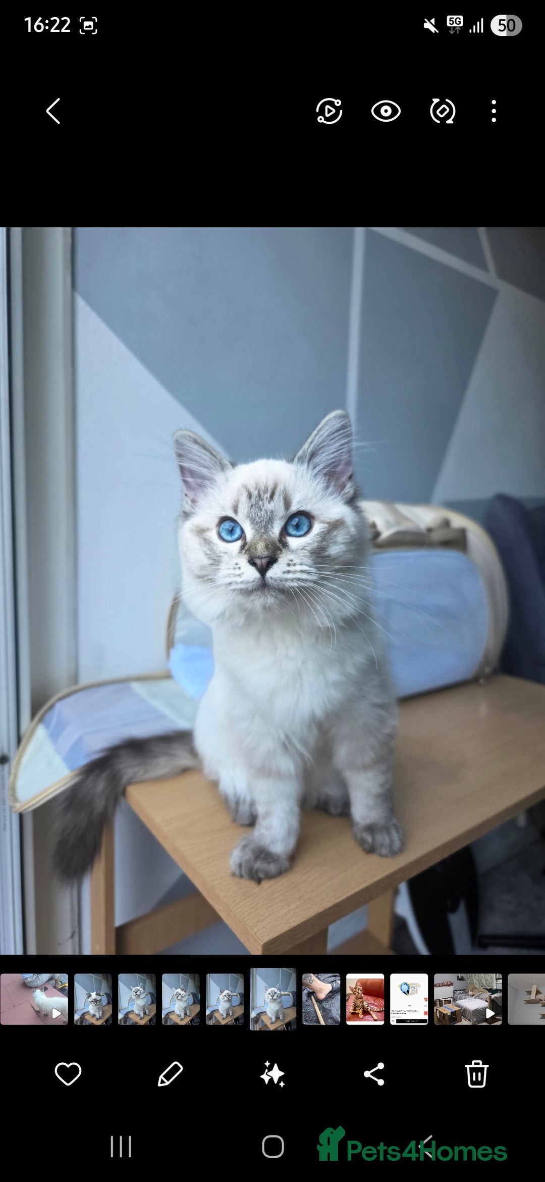 Ragdoll cats for sale: Bengal and Ragdoll - Image 7