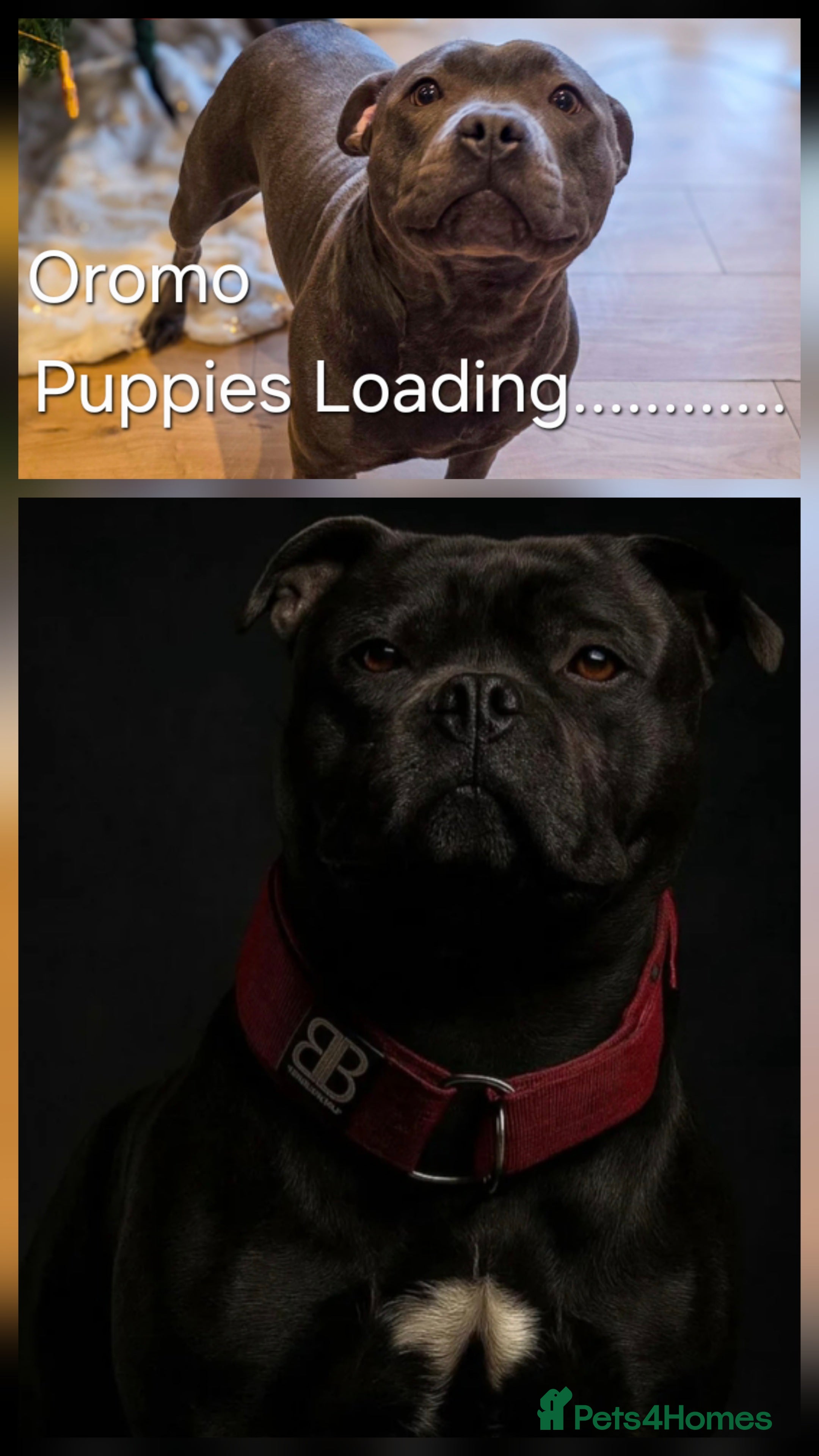 Staffordshire Bull Terrier dogs ***Outstanding Quality Blue Staff Puppies Due*** - Advert 4