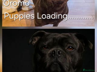 Staffordshire Bull Terrier dogs ***Outstanding Quality Blue Staff Puppies Due*** - Advert 2