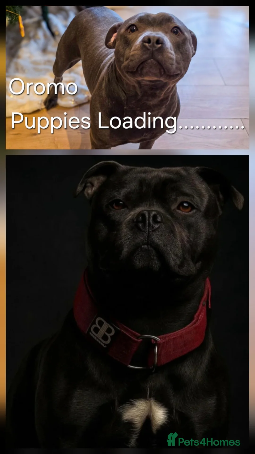 Staffordshire Bull Terrier dogs for sale: ***Outstanding Quality Blue Staff Puppies Due*** - Advert 1