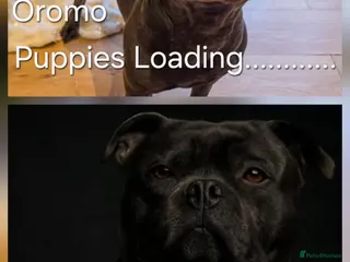 Staffordshire Bull Terrier dogs ***Outstanding Quality Blue Staff Puppies Due*** - Advert 15