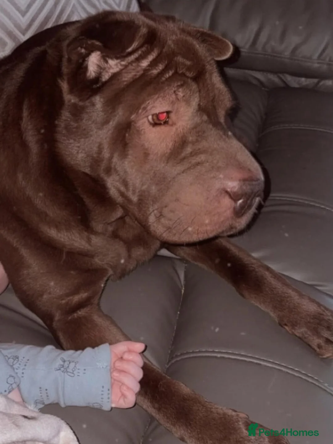Shar Pei dogs for adoption: Keeva – Gentle, Playful Girl Looking for a Family - Advert 2