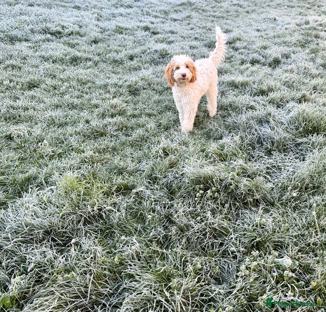 Cockapoo dogs for sale: Re-homing 8month old Luna- Female Cockapoo - Advert 2