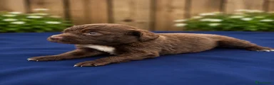 Cocker Spaniel 1