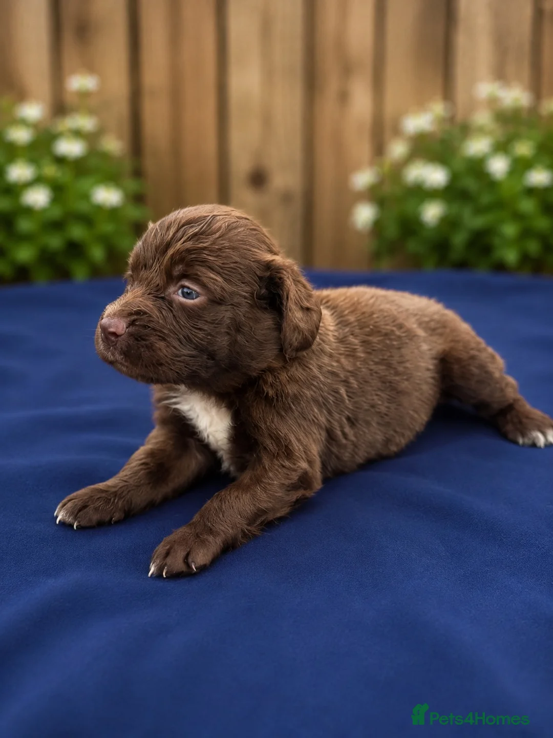 Cocker Spaniel dogs for sale: Chocolate spaniels  - Advert 2