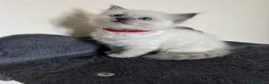 Ragdoll 2 BOY